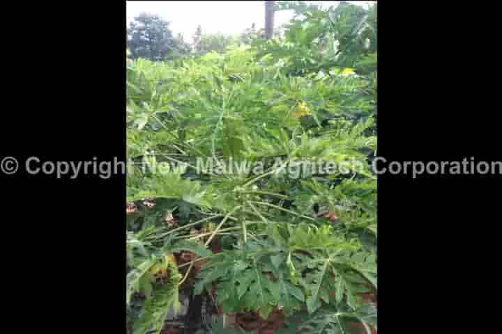 NPOP organic certified viricide for crops